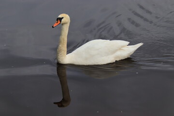mute swan cygnus olor