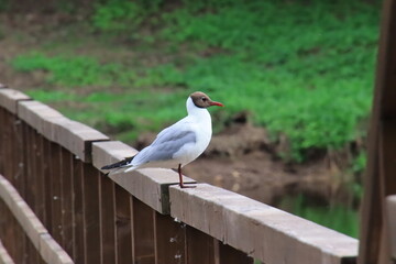 seagull on a fence