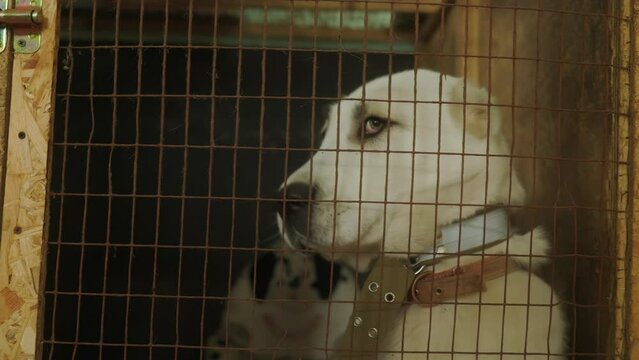 Alabai dog in aviary close-up. alabai in the shelter. Abandoned dogs as a result of Russia's attack on Ukraine