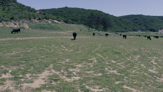 Spectacular aerial close-up view of a herd of Cape Buffalo running through the water of the beautiful scenic sazlidere barrage. Buffaloes natural habitat in Turkey.
