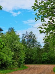 Fototapeta premium trees in the forest
