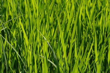 Obraz premium グラス