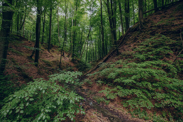 Deep mystical dark forest background with many trees