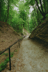 Obraz premium Deep mystical dark forest background with many trees 