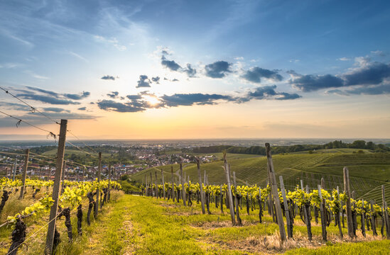 Weinberge In Der Ortenau