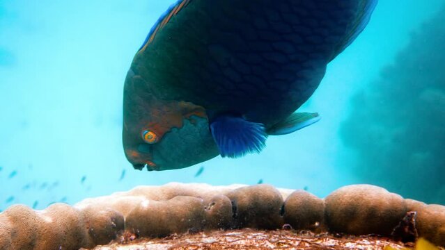 Underwater video of blue Queen parrotfish swimming among coral reef. Large and adult male Scarus vetula fish on Koh Tao island, Gulf of Thailand. Snorkeling or diving. enjoy underwater wildlife.