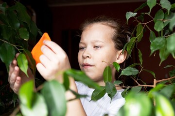 a girl wipes a huge green tree in her apartment from thick dust with a special spun