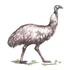 Animals Australia graphic illustration hand drawn koala ostrich emu isolated on white background set