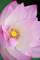 Blossoming lotus flower in sunlight