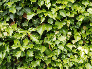 Hedera colchica 'Sulphur heart', arbuste d'ornement ligneux et grimpant aux grandes feuilles vertes panachées de jaune-clair recouvrant un mur d'une cascade de vegétation 