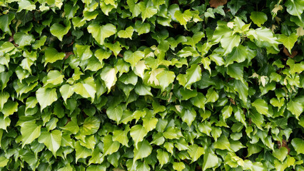 Hedera colchica 'Sulphur heart' - Lierre-sulphur-heart  - Lierre de colchide - Lierre du Caucase, arbuste grimpant aux grandes feuilles vertes panachées de jaune 