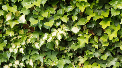 Hedera colchica 'Sulphur heart' - Lierre-sulphur-heart  - Lierre de colchide - Lierre du Caucase, arbuste grimpant aux grandes feuilles vertes panachées de jaune  © Marc