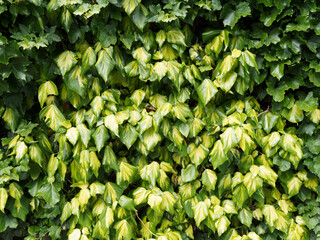 Hedera colchica 'Sulphur heart' | Lierre de colchide ou lierre de Perse au feuillage grimpant,...
