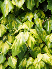 Hedera colchica 'Sulphur heart'. Gros plan sur grandes feuilles cordiformes et pointues du lierre...