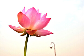 Blossoming lotus flower in sunlight