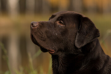 close-up portrait of a chocolate labrador, a happy dog, a dog on a walk in the autumn forest full of leaves.