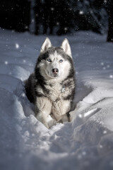 Night walk with siberian husky dog in winter forest. Light on the cute dog's head.