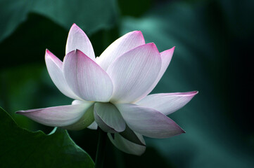 Blossoming lotus flower in sunlight