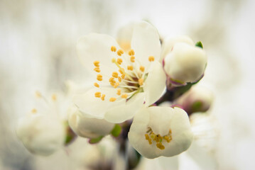 Beautiful sakura flowers, cherry blossom