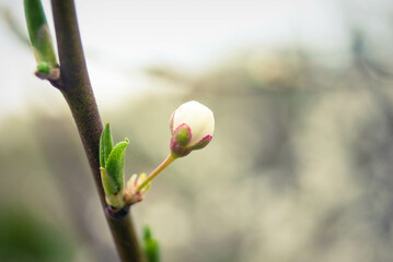 Beautiful sakura flowers, cherry blossom
