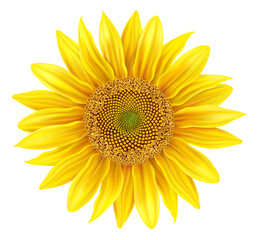 Beautiful realistic sunflower isolated on white background