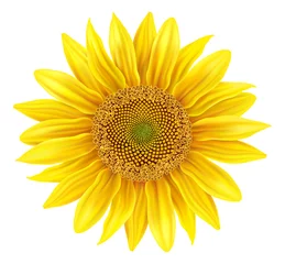 Fotobehang Beautiful realistic sunflower isolated on white background © volod2943