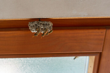 Wasp Nest on a brown window reveal with a white wall.