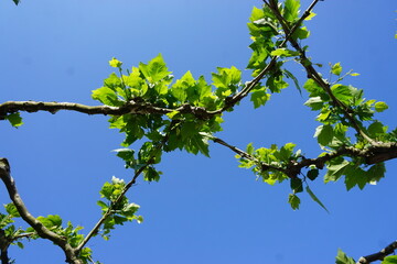 Baumzweige mit grünen Blättern vor blauem Himmel bei Sonne am Morgen im Frühling 
