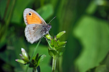 Kleines Wiesenvögelchen ( Coenonympha pamphilus ).