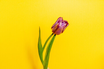 unusual purple tulip with  golden tint and delicate petals against bright yellow background