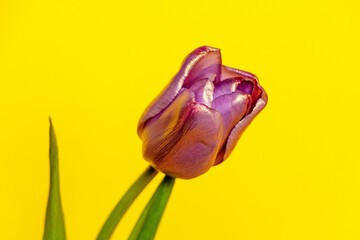  unusual purple tulip with  golden tint and delicate petals against bright yellow background