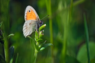 Kleines Wiesenvögelchen ( Coenonympha pamphilus ).