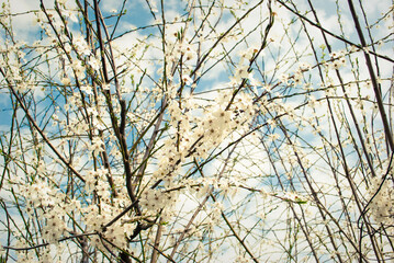 Beautiful white flowers of cherry tree.