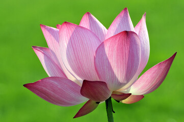 Blossoming lotus flowers in sunlight