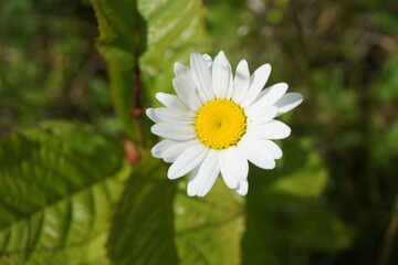 Wei&szlig;e Margeriten-Blume vor gr&uuml;nen Bl&auml;ttern auf Wiese bei Sonne im Fr&uuml;hling