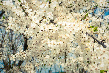 Beautiful white flowers of cherry tree.
