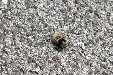 Narzissenschwebfliege - Merodon equestris 