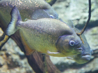 Red-bellied piranha, also known as the red piranha (Pygocentrus nattereri) swimming in aquarium...