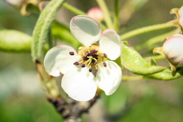 Pink apple flowers, beautiful spring background.