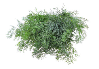 Fresh bunch of fennel Anethum graveolens on an isolated white background