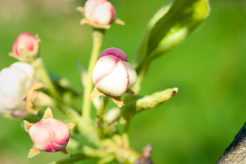 Pink apple flowers, beautiful spring background.