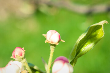 Pink apple flowers, beautiful spring background.
