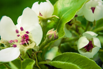 Fototapeta na wymiar Pink apple flowers, beautiful spring background.