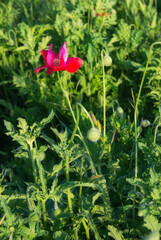 赤色のポピーの咲く美しい風景