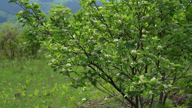 Whitebeam flowering in spring (Sorbus aria) - (4K)