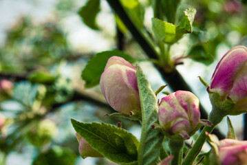 Beautiful pink apple flowers, spring background.