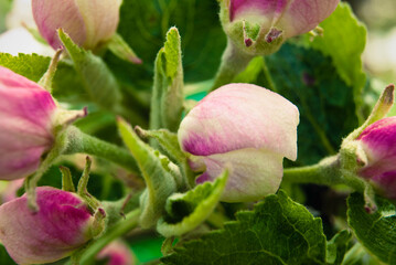 Beautiful pink apple flowers, spring background.