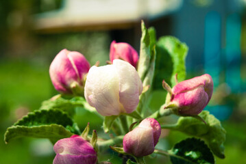 Beautiful pink apple flowers, spring background.