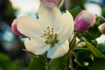 Fresh beautiful flowers of the apple tree.