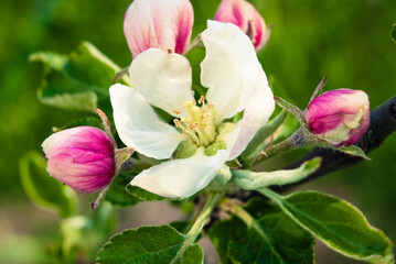 Fresh beautiful flowers of the apple tree.